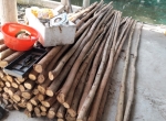 ỨNG DỤNG CỪ TRÀM VÀO XÂY DỰNG