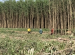 Một Ngày Khai Thác Cừ Tràm Giao cho khách