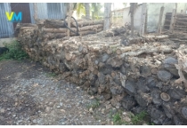 BÁN CỪ BẠCH ĐÀN
