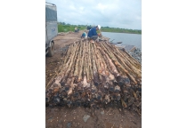 Vựa Cừ Tràm Vũ Mơ là đơn vị cung cấp bán cừ tràm đóng giá rẻ