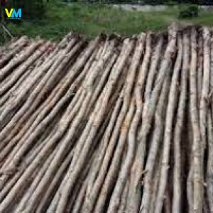 CỪ BẠCH ĐÀN 1