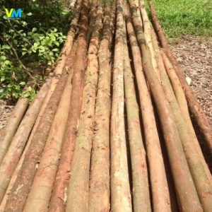 CỪ BẠCH ĐÀN 2