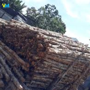 CỪ BẠCH ĐÀN 5
