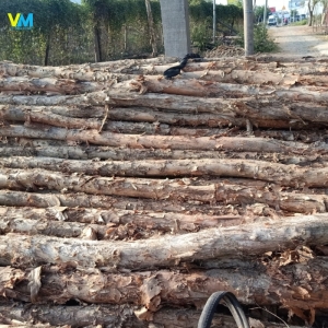 CỪ LOẠI 1