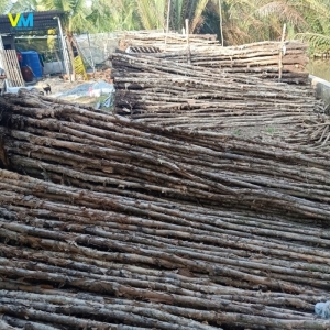 CỪ LOẠI 2