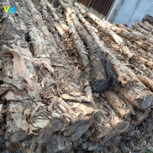 CỪ LOẠI 3