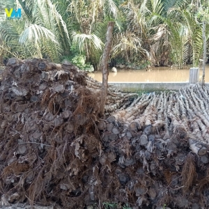 CỪ LOẠI 4