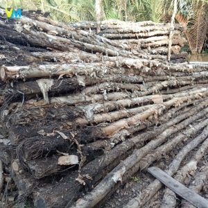 CỪ LOẠI 6