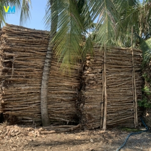 CỪ TRÀM GIÁ RẺ BẾN TRE