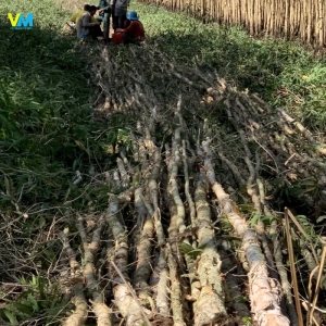 VỰA CỪ TRÀM GIÁ TỐT
