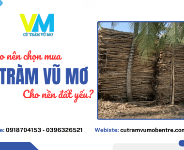 Tại sao nên chọn mua cừ tràm Vũ Mơ tại vựa Bến Tre cho nền đất yếu? 