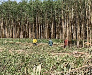 Một Ngày Khai Thác Cừ Tràm Giao cho khách