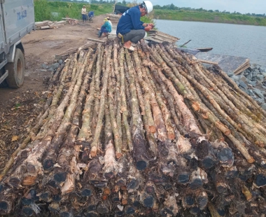 Vựa Cừ Tràm Vũ Mơ là đơn vị cung cấp bán cừ tràm đóng giá rẻ