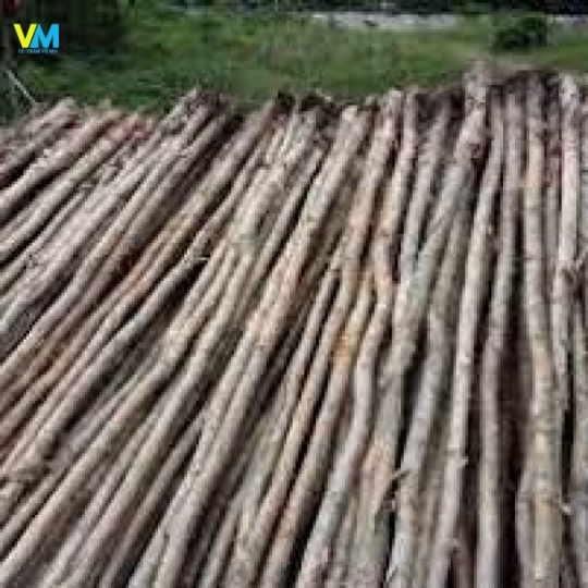 CỪ BẠCH ĐÀN 1