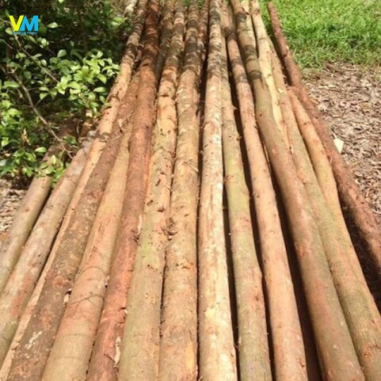 CỪ BẠCH ĐÀN 2