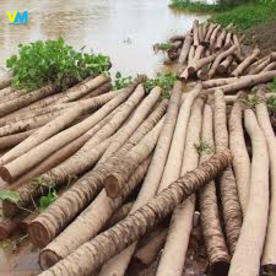 CỪ DỪA 2