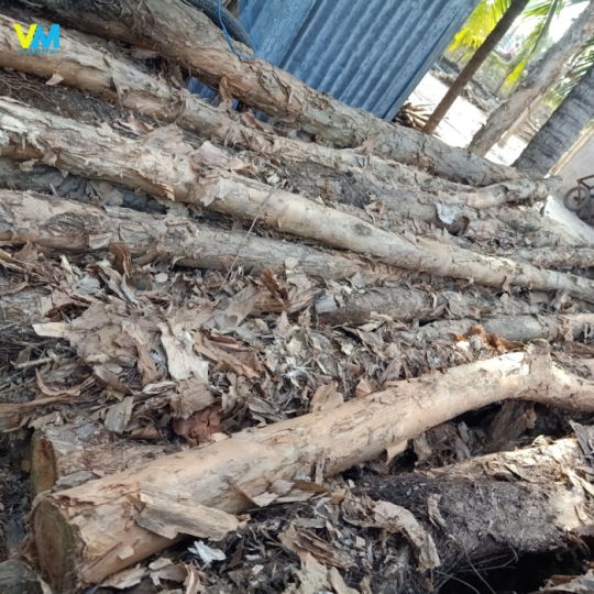CỪ LOẠI 5
