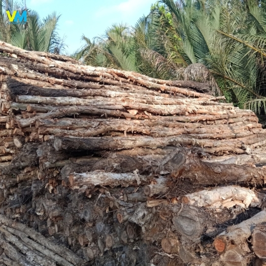 CỪ LOẠI 8