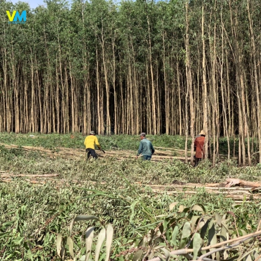 CỪ TRÀM GIÁ SỈ