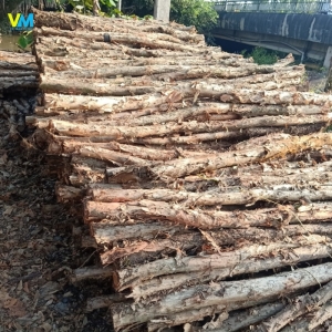 CỪ LOẠI 7